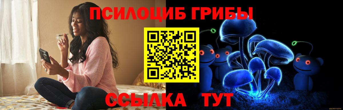 Галлюциногенные грибы Psilocybe Курчатов